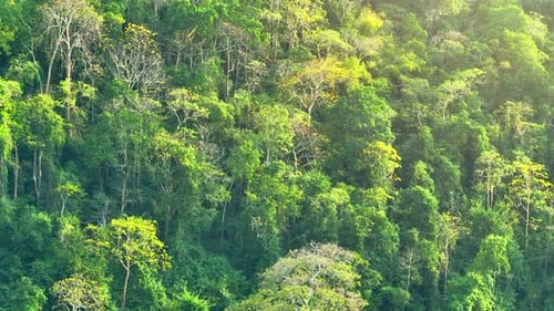 Majestic tropical forest on towering mountains by aerial view drone.