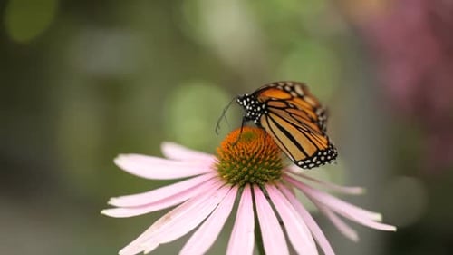 Monarch Butterflies on Pink Coneflower in Summer Garden