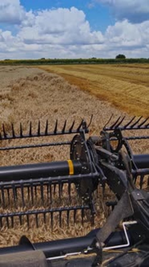 Detail view on knives of combine. Part of agricultural equipment cutting yellow ears of wheat.