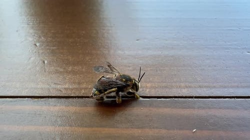 a bee is covered with mites all over its body