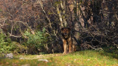 Scared Dog Hesitates Among Forest Trees, Alone and Searching for Food or Adoption