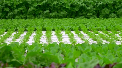Green leafy Kale and Lettuce plants in an Hydroponic growing setting