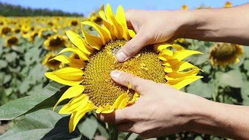 Hands Extracting Sunflower Seeds in Sunny Field