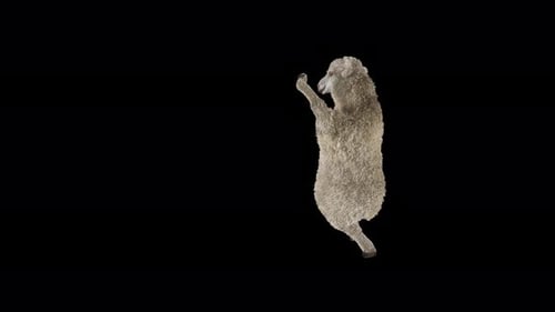 3D Animated Dancing Sheep Loop on Transparent Background
