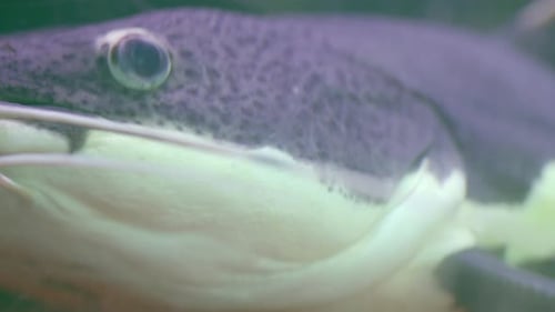 Redtail catfish (Pirarara) fish closeup and PAN showing body