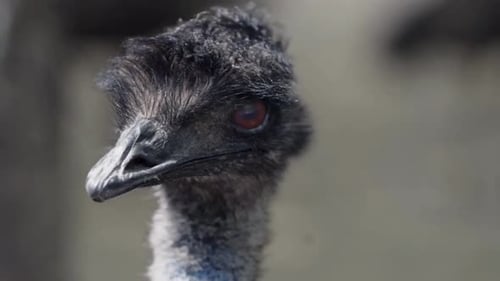 Emu Bird, 4K Shot