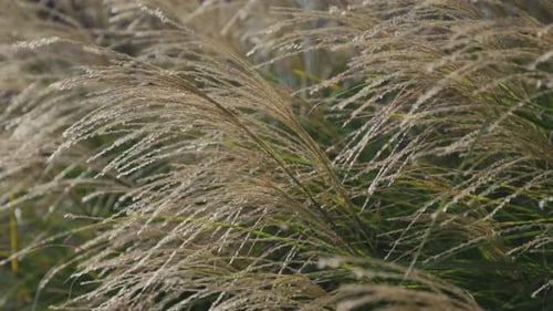 Fluffy decorative pampas grass blowing in the wind at sunset. Close-up of silver miscanthus stalks