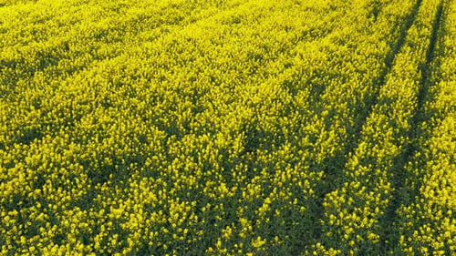 Blooming Rapeseed Field on a Sunny Day Flying Above Stunning Yellow Rape Fields in Spring Vegetable