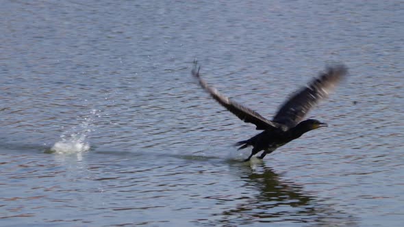 birds rushing across the lake, Nature Stock Footage ft. lake & birds ...