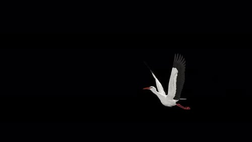 White Stork Bird - Flying Over Screen Transition - III - Alpha Channel - 4K