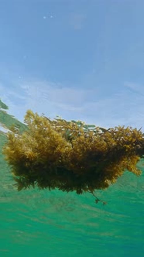 Green Seaweed Floating on Ocean Water Surface
