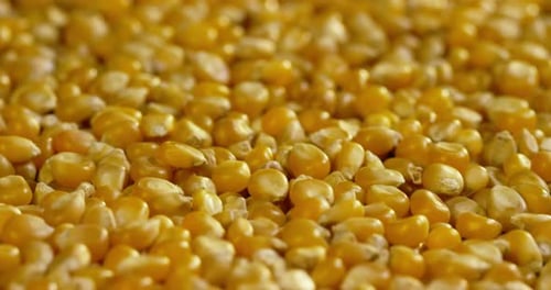 grains of corn and wheat and popcorn on a wooden table.
concept of organic agriculture and genuin