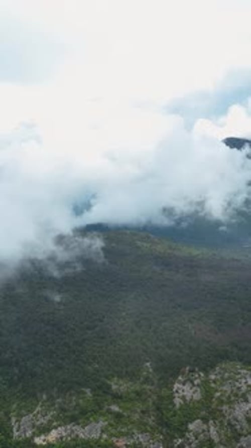 Vertical Video Aerial View of Verdant Forest After Rainfall Cinematic Delight for Nature Lovers