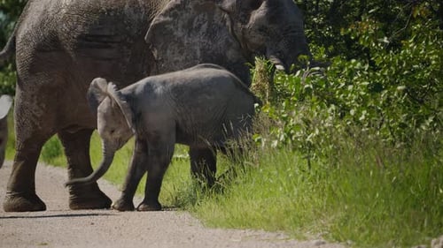 Wild African Elephants with Playful Calf Walking on Savanna Path in National Park Herd Migrates