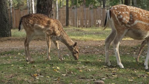 Jovens cervos comendo grama e caminhando no parque em câmera lenta. Jovem cervo verdadeiro pastando na natureza
