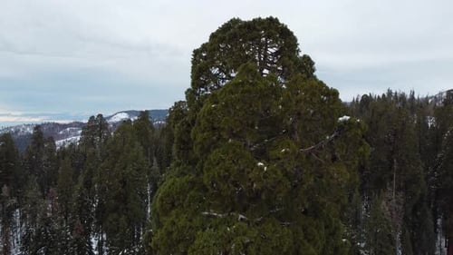 Séquoia géant au parc national de Sequoia. Neige hivernale, aérienne de haut en bas.