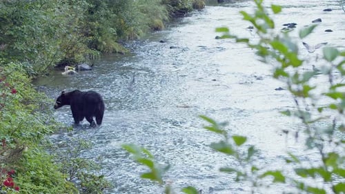 Wide shot: Brown bear walks shallow salmon spawning stream after fish