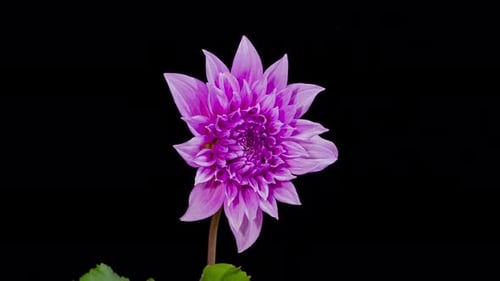 Time lapse - Blooming Pink Dahlia Flower with black background