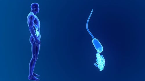 Anatomie des menschlichen Verdauungssystems im blauen Scan dargestellt