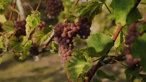 Close Up of Ripe Grapes on the Vine