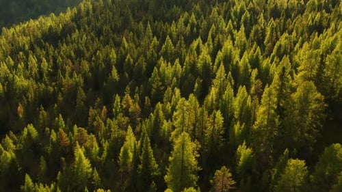 Green Coniferous Treetops in Forest Illuminated By Sunlight