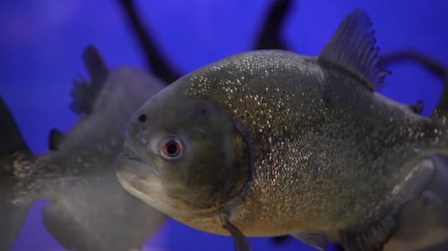 Piranha-Fische im Aquarium