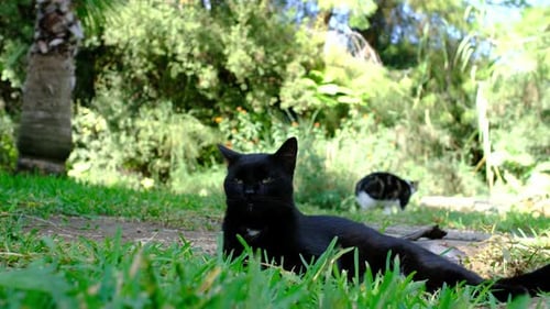 Homeless Cat Walking on Summer Turkish Park
