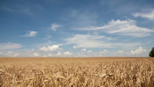 Weizenfeld unter bewölktem Himmel