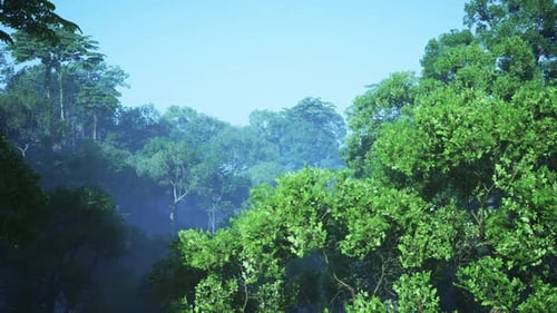 Morning Sun Filters Through the Lush Green Jungle Canopy