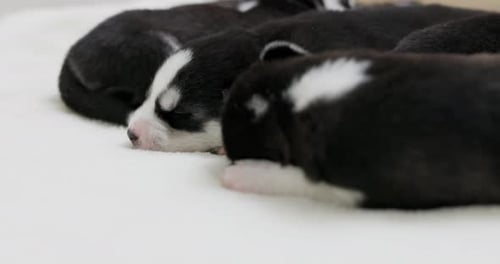 Husky Puppies Sleeping Peacefully on White Blanket