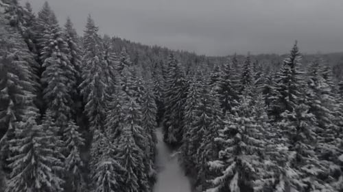 Snow Covered Trees in a Forest with Moving Mist and Beautiful Light Aerial Birds Eye View Winter