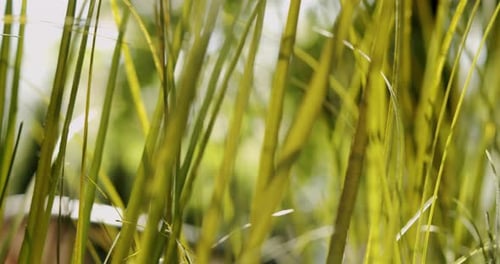 Makroaufnahme von grünem Gras