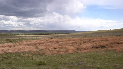 Grass blowing in the wind on the prairie of South-Dakota