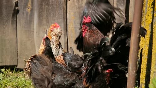 Free Range Chickens Roam the Yard on a Farm