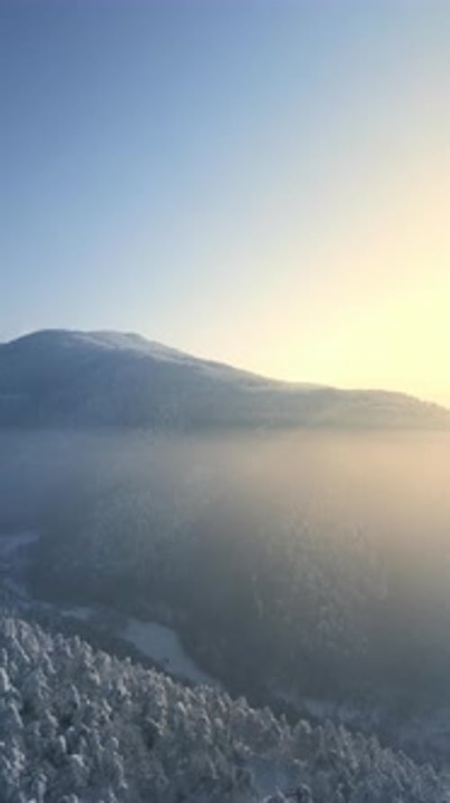 4K Vertikaler Winterwald