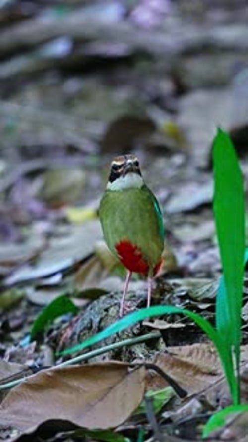 Vue verticale de l'oiseau Fairy Pitta (Pitta nympha) au plumage saisissant. Plan rapproché