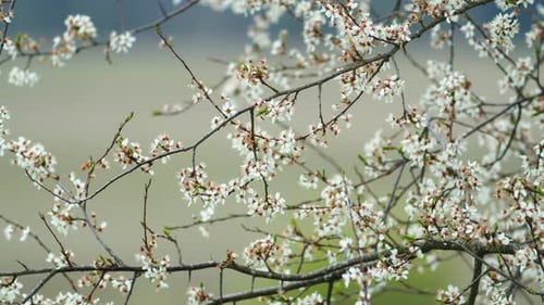 Apfelbaum blüht im Frühling mit purem Bokeh