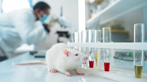 White Rat in Lab with Test Tubes