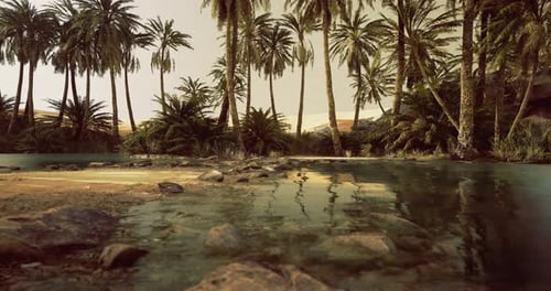Serene Oasis Reflects Palm Trees and Nature Under Golden Evening Light