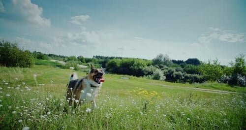 Dog Running Joyfully Through a Field of Flowers