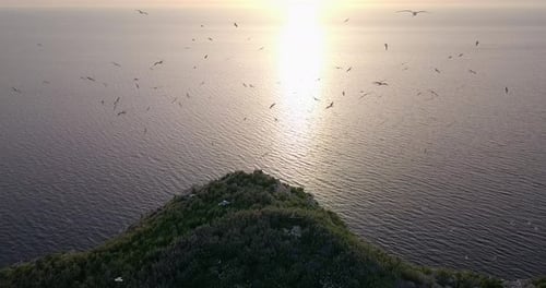 Flying through a big flock of seagulls in the evening over a cliff.