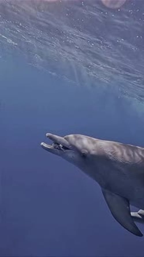Dolphin Swimming Gracefully in Clear Ocean Waters