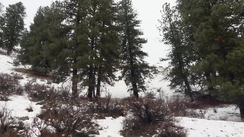 Snowy Landscape In Boise National Forest With Towering Pine Trees During Winter. - low angle pan sho