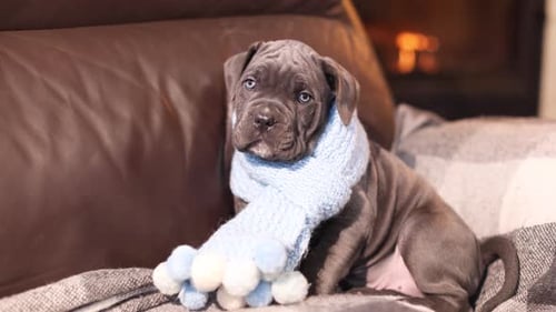 Cute Puppy Wearing Scarf on Couch near Fireplace