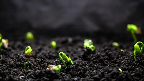 Plant Grow In Timelapse Sprouts Germination From Seeds Farming And Gardening