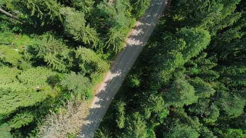 Aerial View of a Beautiful Road Through the Forest Road Between the Green Trees on a Clear Sunny Day