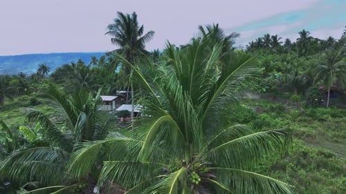 The Green Jungle Of Cebu Island In The Philippines