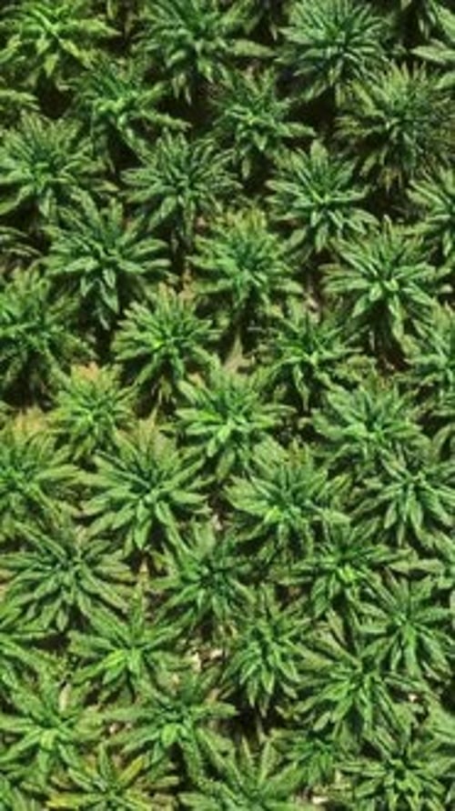 Flight over plantation of palm trees in Thailand