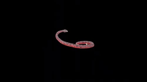 Red Anaconda Twistrattle