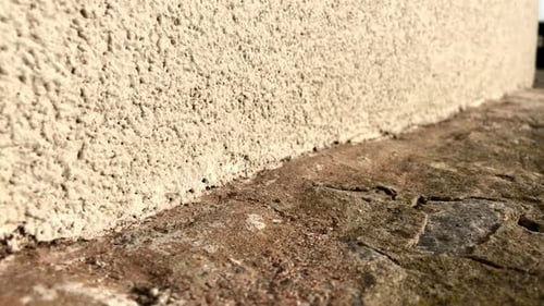 Teamwork ants going in nature in one direction building a street